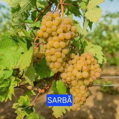 VITĂ DE VIE SARBĂ