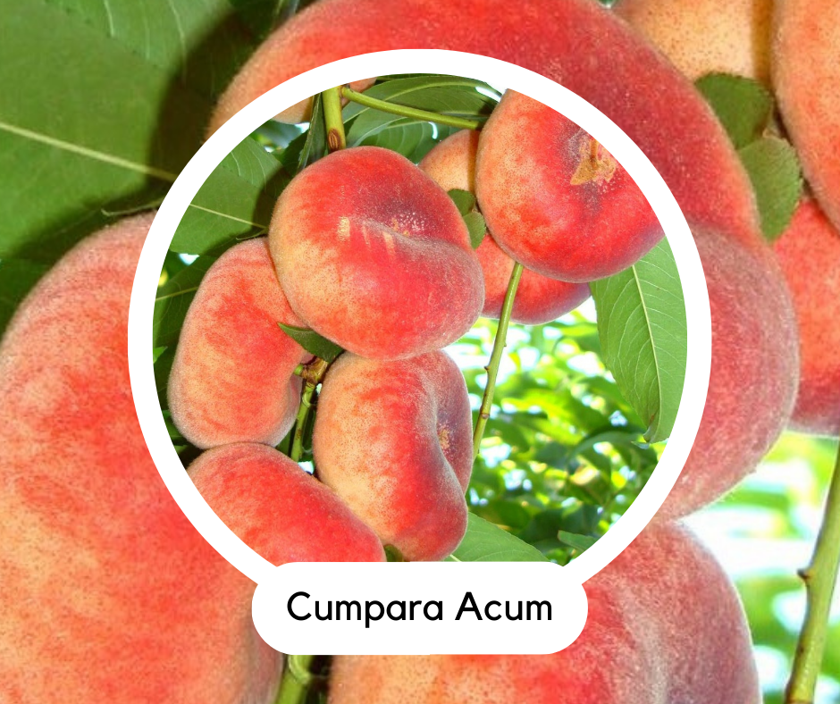 POMI FRUCTIFERI