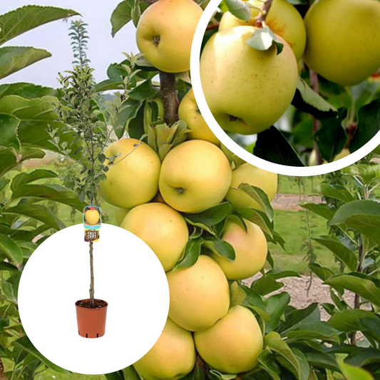 Mar Columnar Golden Delicious