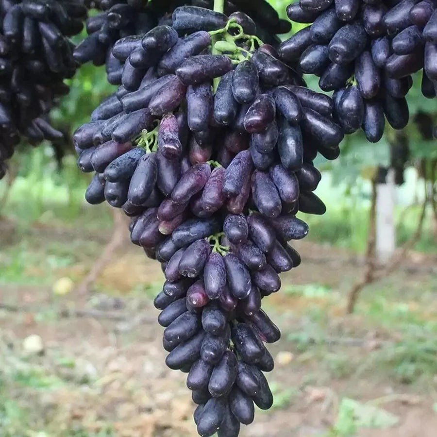 VITĂ DE VIE FINGER GRAPES ALBASTRE